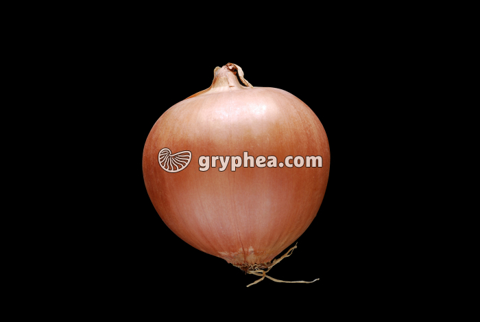 Oignon jaune (Allium cepa) - bulbe vue externe - gryphea.com